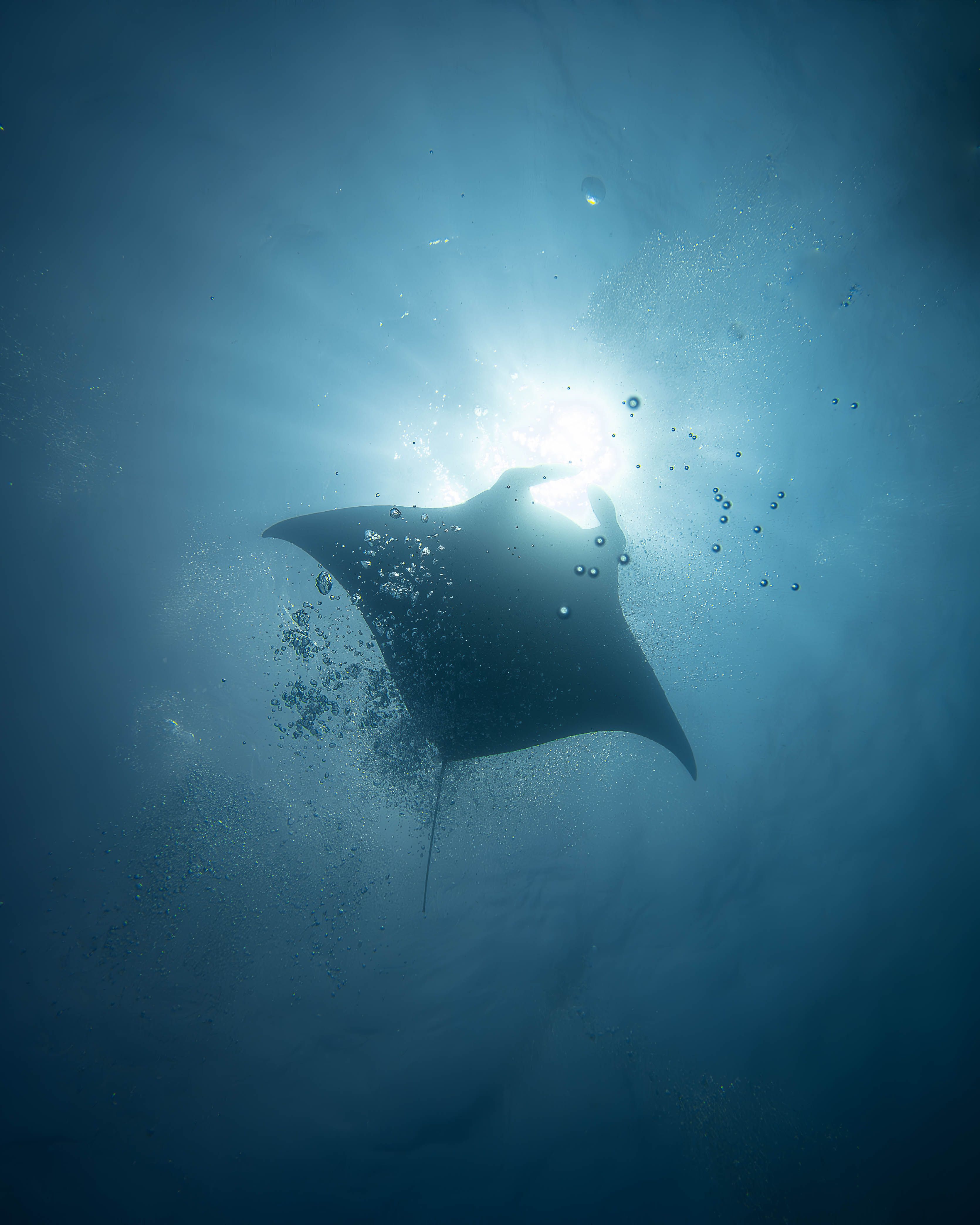 Manta Point
