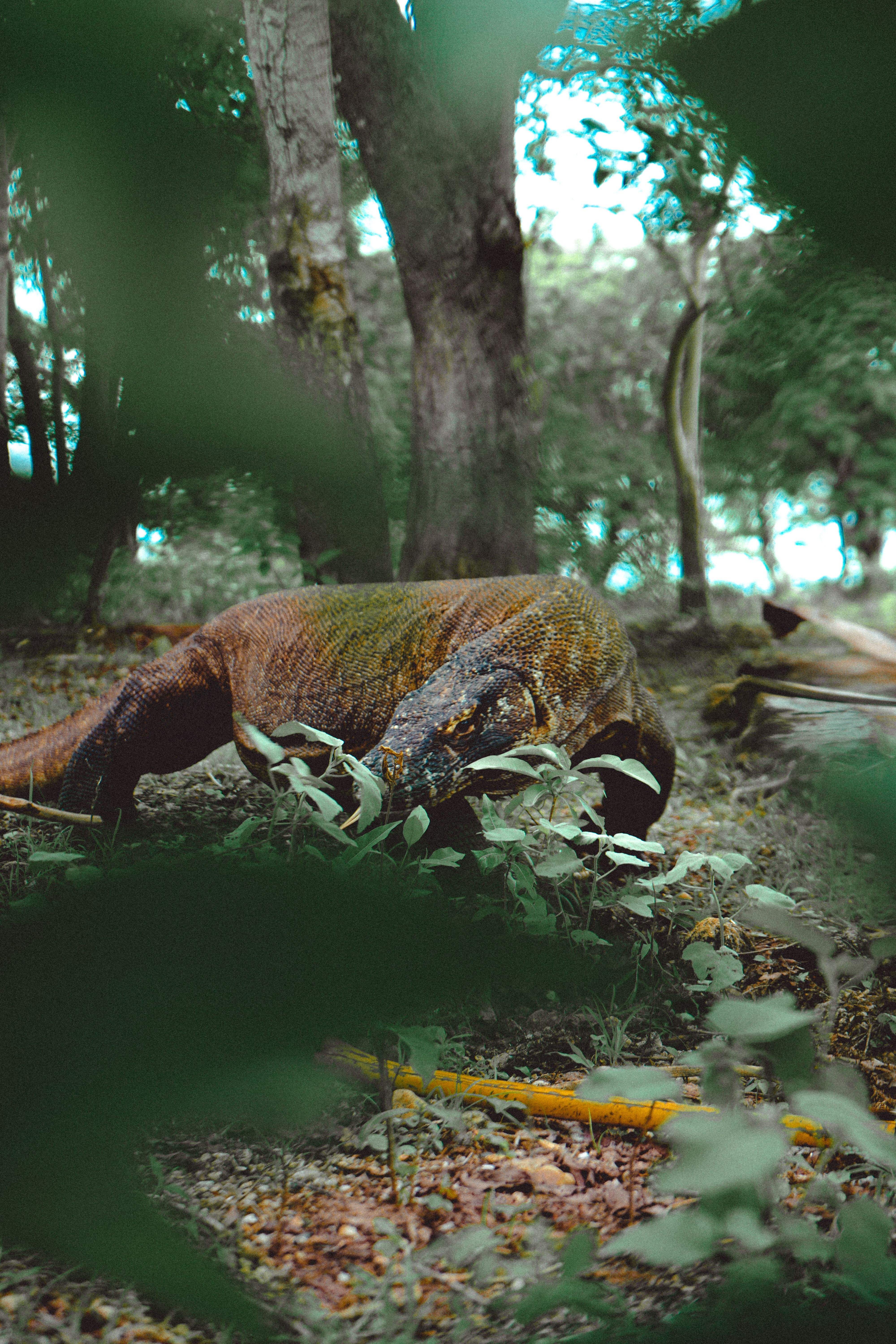 Komodo di Taman Nasional Komodo